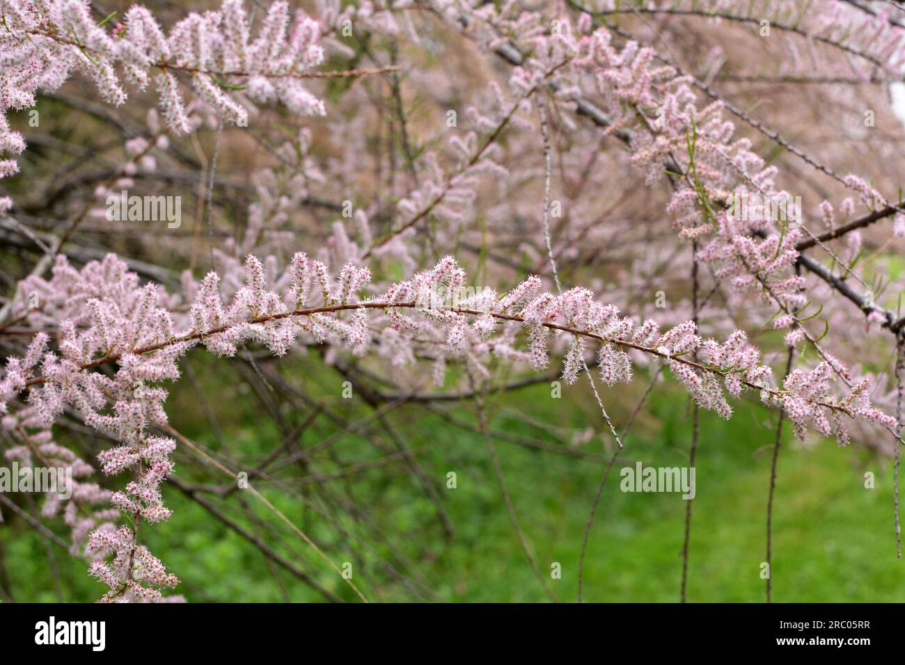 Au printemps, la plante ornementale tamarix pousse dans la nature Banque D'Images