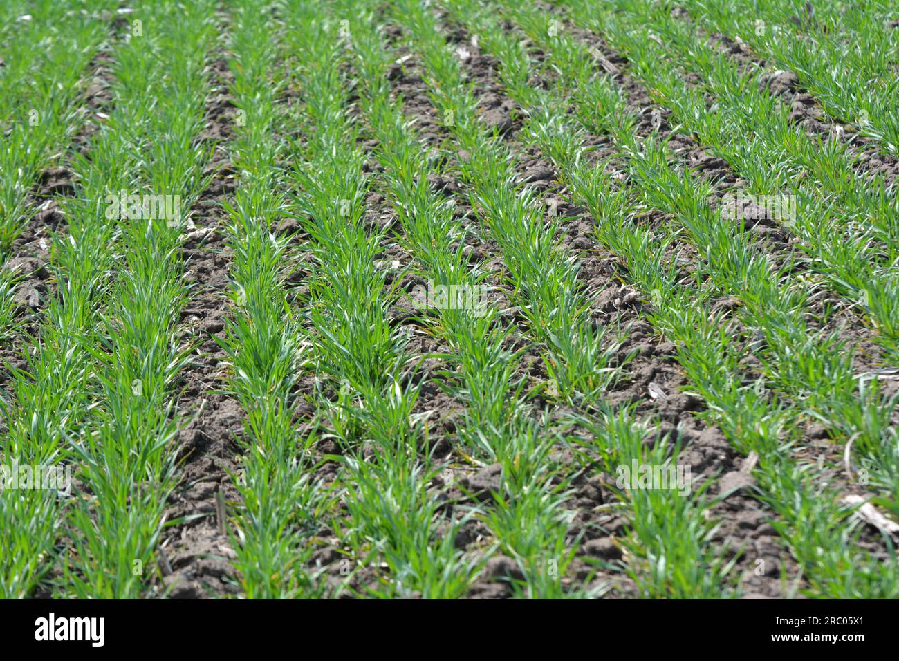 Bon semis de blé d'hiver dans le champ de la ferme de printemps Banque D'Images