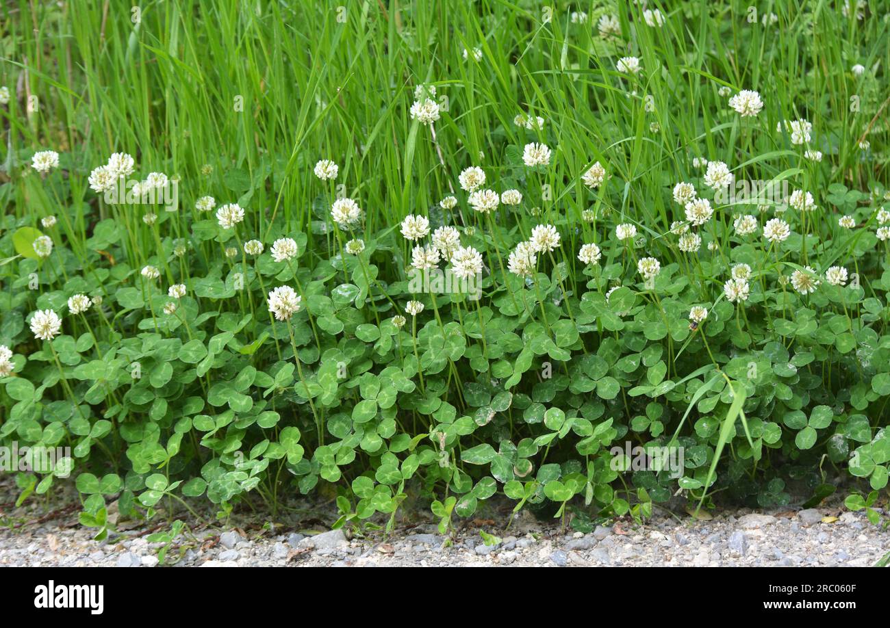 Le trèfle est de nature blanche (Trifolium repens) Banque D'Images