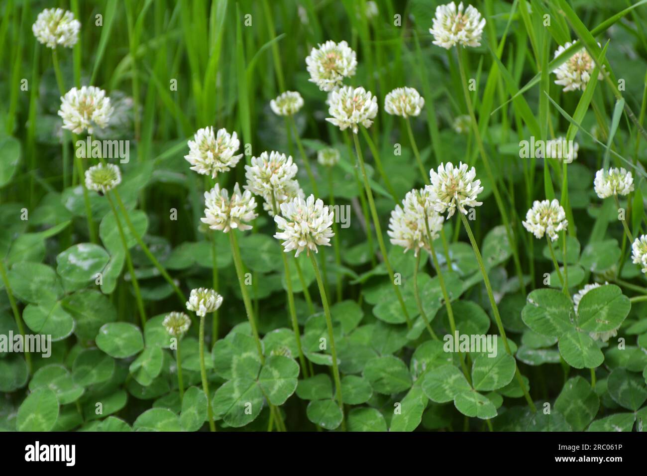 Le trèfle est de nature blanche (Trifolium repens) Banque D'Images