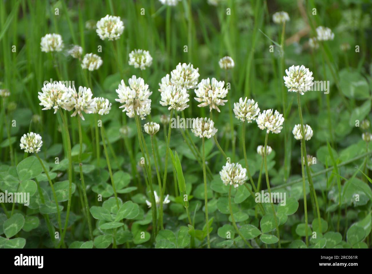 Le trèfle est de nature blanche (Trifolium repens) Banque D'Images
