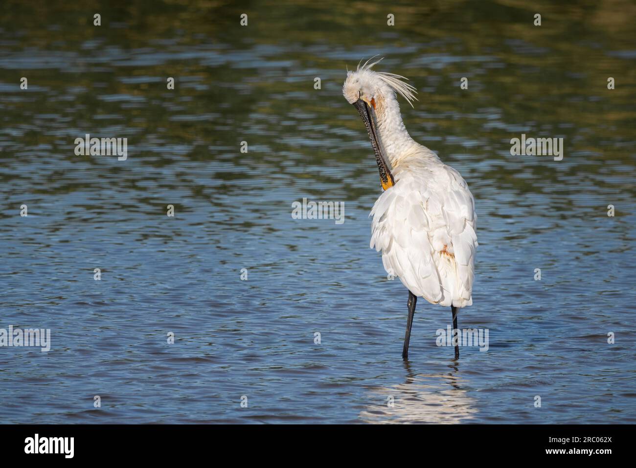 Spoonbill (Platalea leucorodia) à Gibraltar point National nature Reserve, Lincolnshire, Royaume-Uni. Banque D'Images