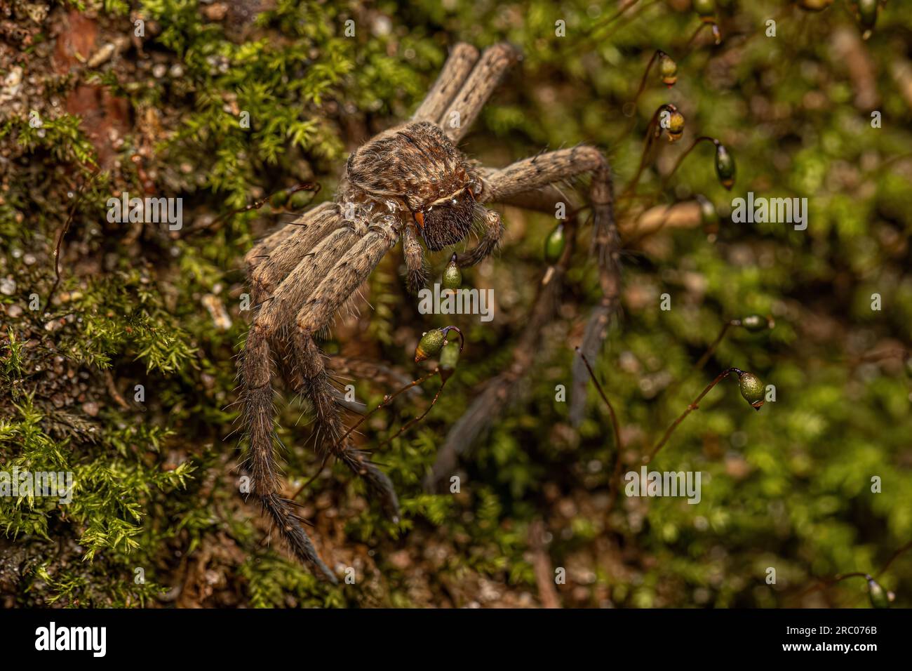 Moule pantropical Huntsman Spider de l'espèce Heteropoda venatoria Banque D'Images