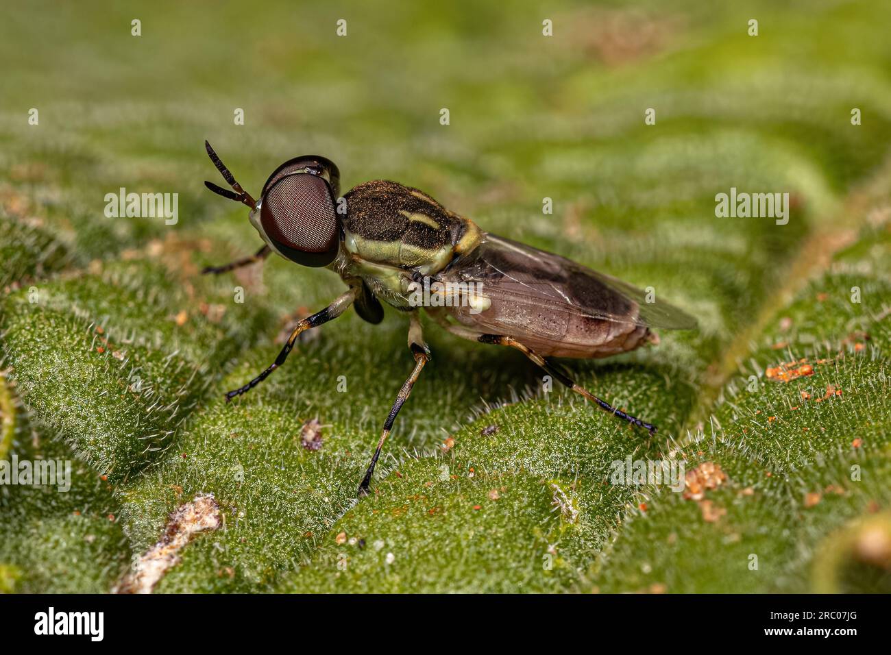 Petite mouche de soldat adulte de la tribu Stratiomyini Banque D'Images