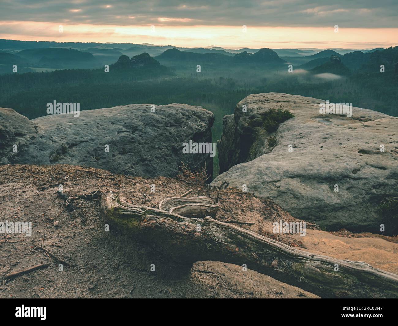 Premier plan avec une vieille racine de pin bonsaï. Vue depuis Kleiner Winterberg sur la vallée Grosser Zschand, Suisse saxonne. Banque D'Images