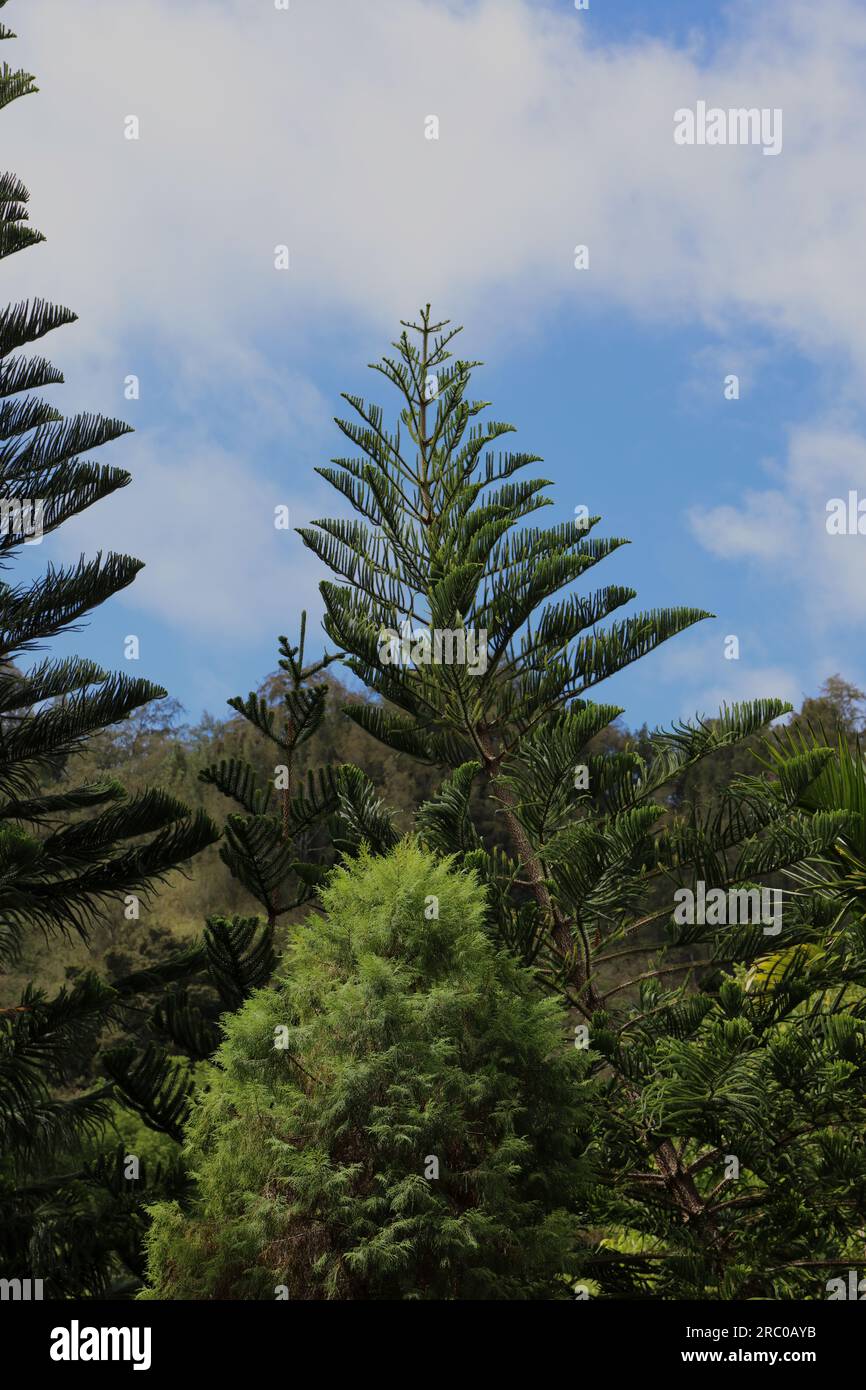 Un paysage rempli d'arbres avec une variété d'arbres, y compris Cook Pines, Araucaria columnaris, à Kauai, Hawaii, États-Unis Banque D'Images