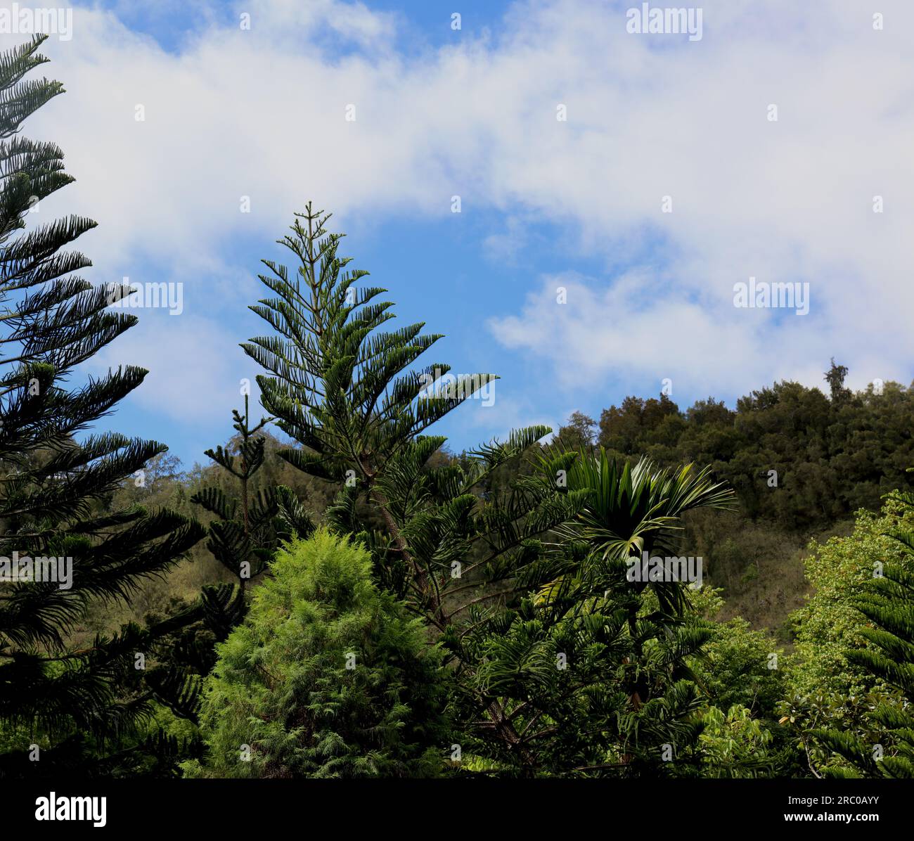 Un paysage rempli d'arbres avec une variété d'arbres, y compris Cook Pines, Araucaria columnaris, à Kauai, Hawaii, États-Unis Banque D'Images
