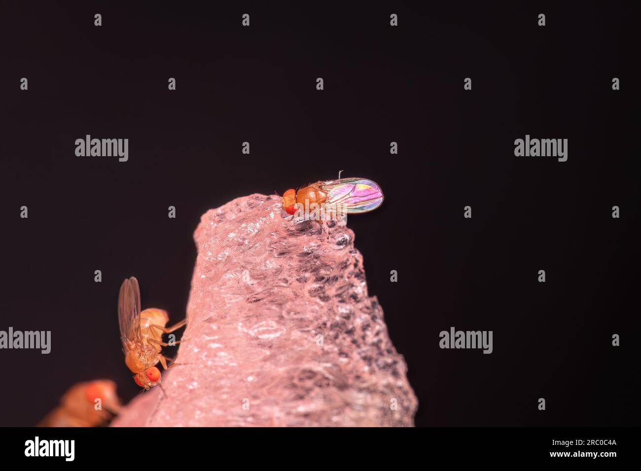 Adulte petit fruit mouche du genre Drosophila Banque D'Images