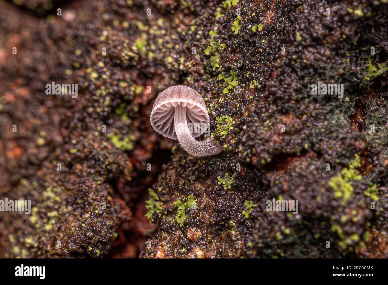 Petit champignon de Bonnet blanc du genre Mycena Banque D'Images