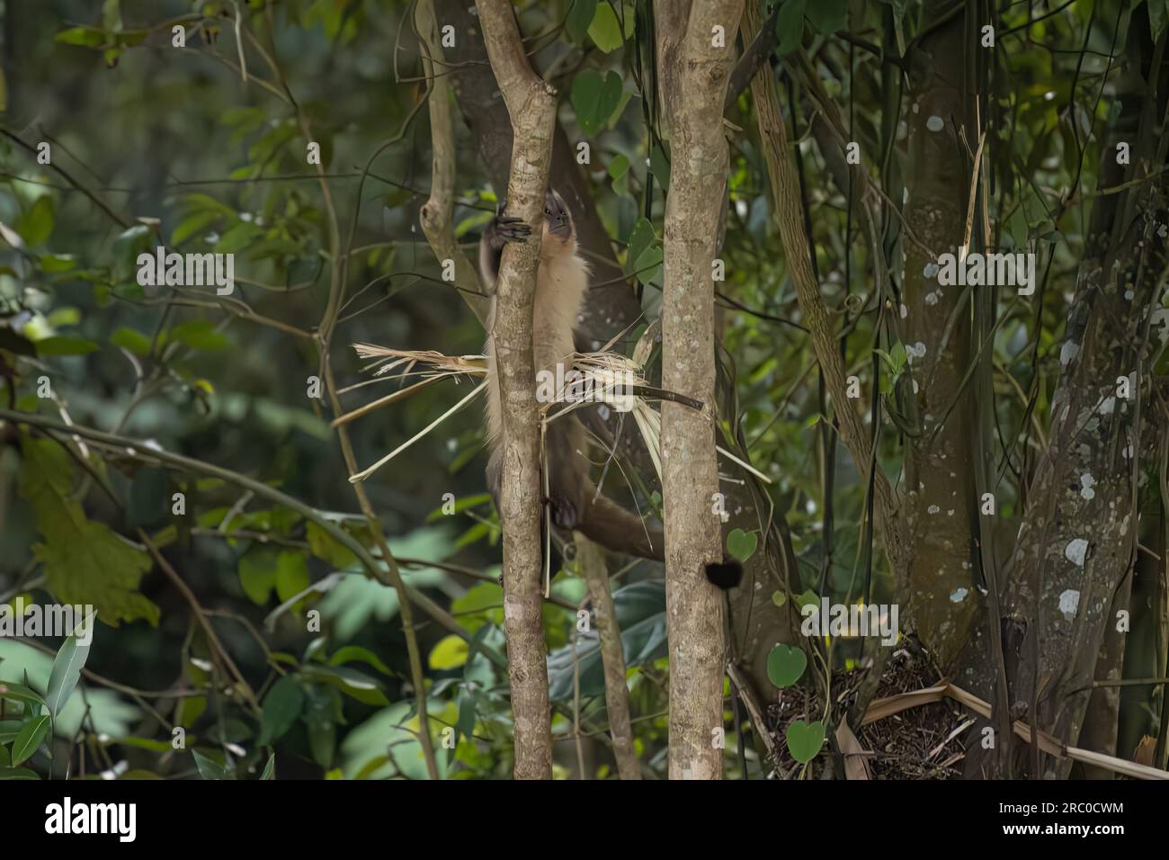 Singe capucin Azara Animal de l'espèce Sapajus cay Banque D'Images