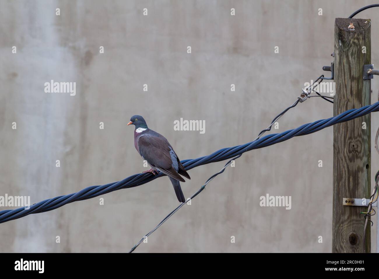 Pigeon de bois commun (Columba palumbus) assis sur le fil électrique dans la rue. L'espèce vit souvent en ville ces dernières années, en Hongrie Banque D'Images