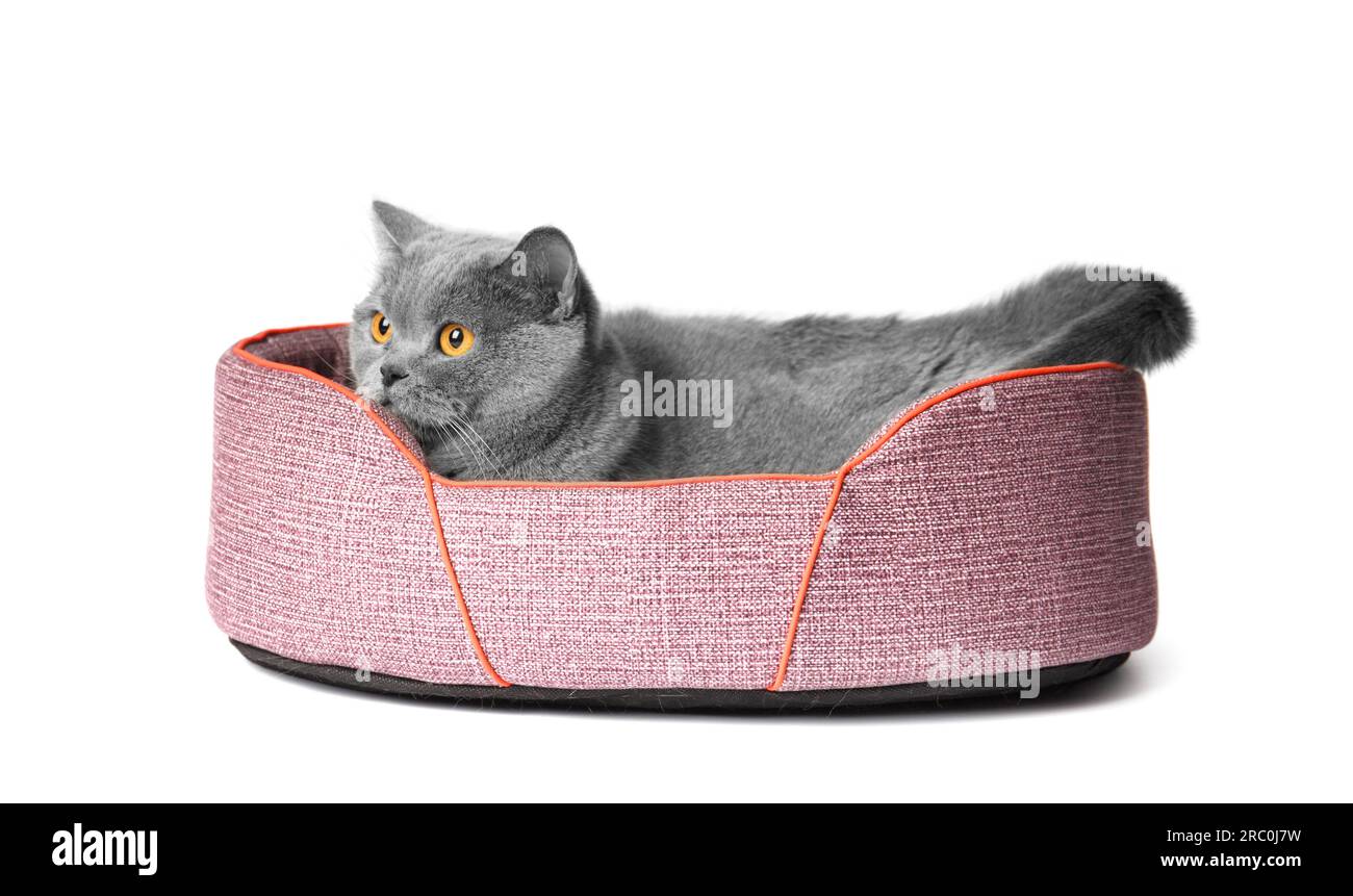 Chat britannique se trouve dans un lit pour animal de compagnie doux sur un fond blanc, accessoires pour animaux de compagnie. Banque D'Images