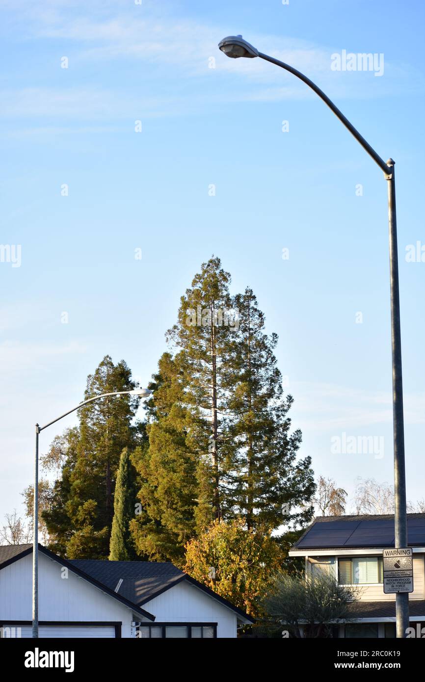Tree dans un quartier de Stockton, Californie. Banque D'Images
