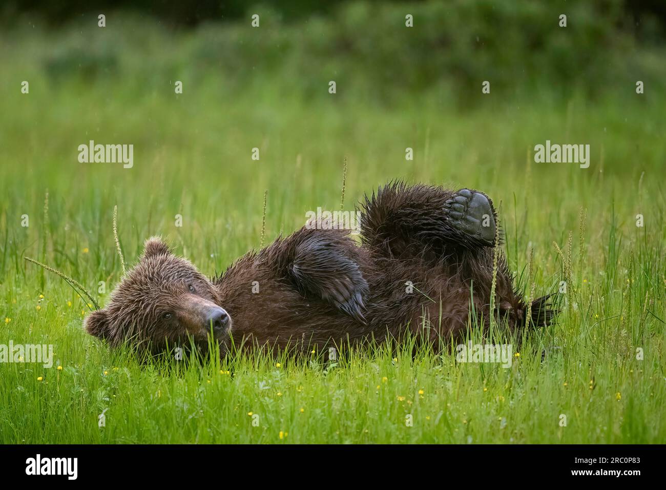 Ours brun roulant dans l'herbe Banque D'Images