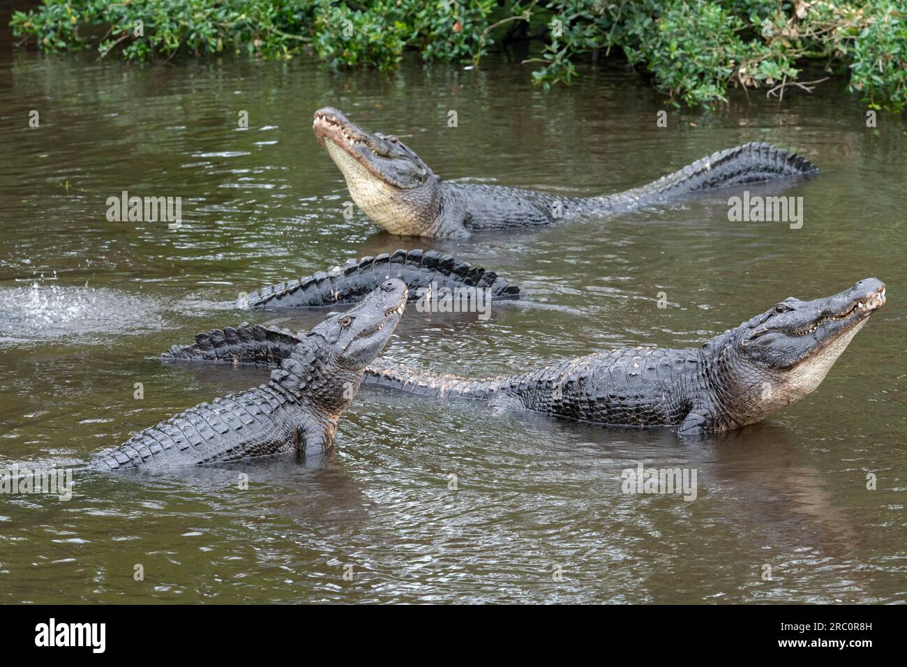 Alligator américain (Alligator mississippiensis) montrant un comportement de cour avant l'accouplement, Floride, États-Unis, par Dominique Braud/Dembinsky photo Assoc Banque D'Images