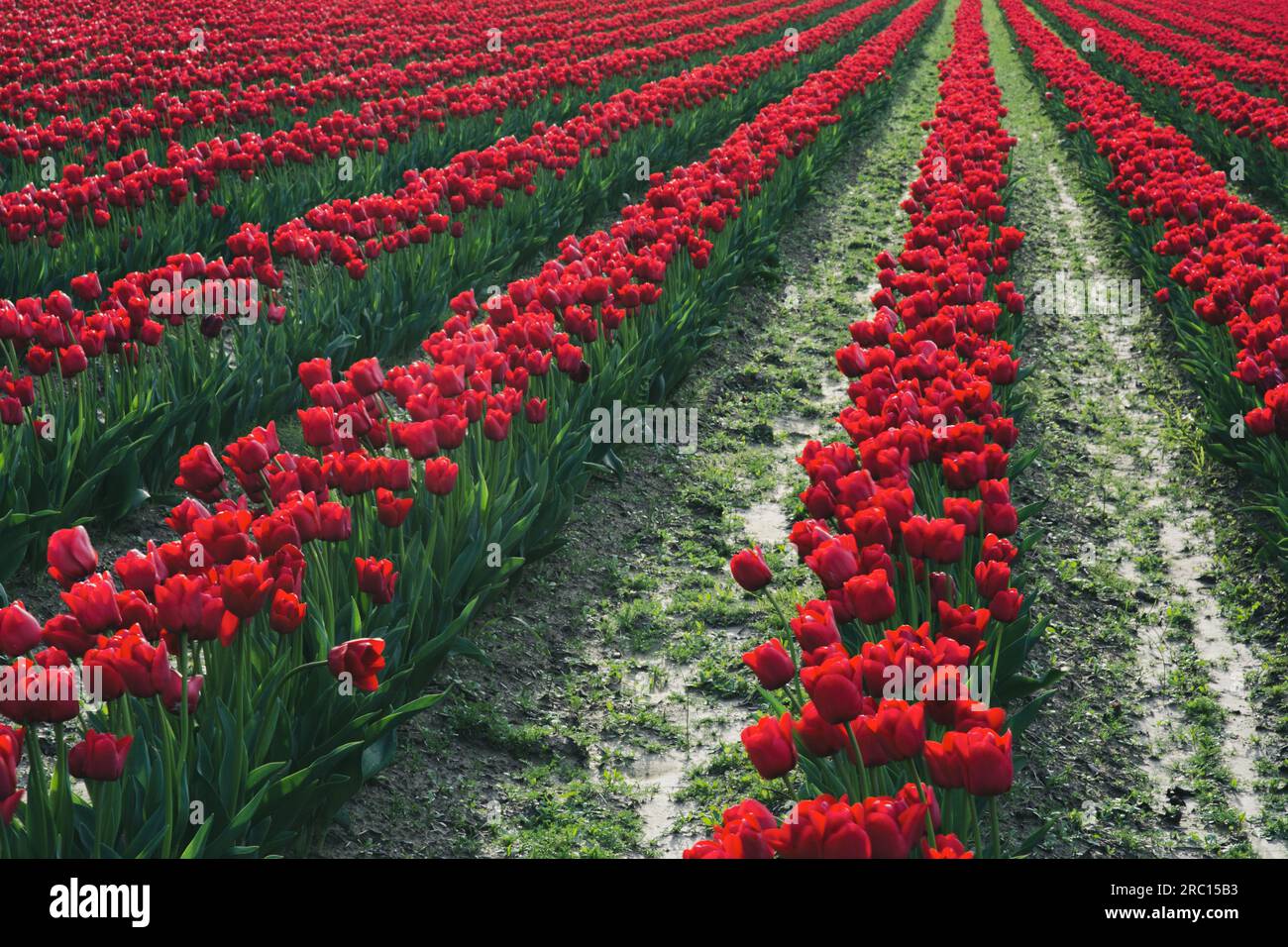 Rangées de tulipes rouges, Mount Vernon, Washington, USA. Banque D'Images