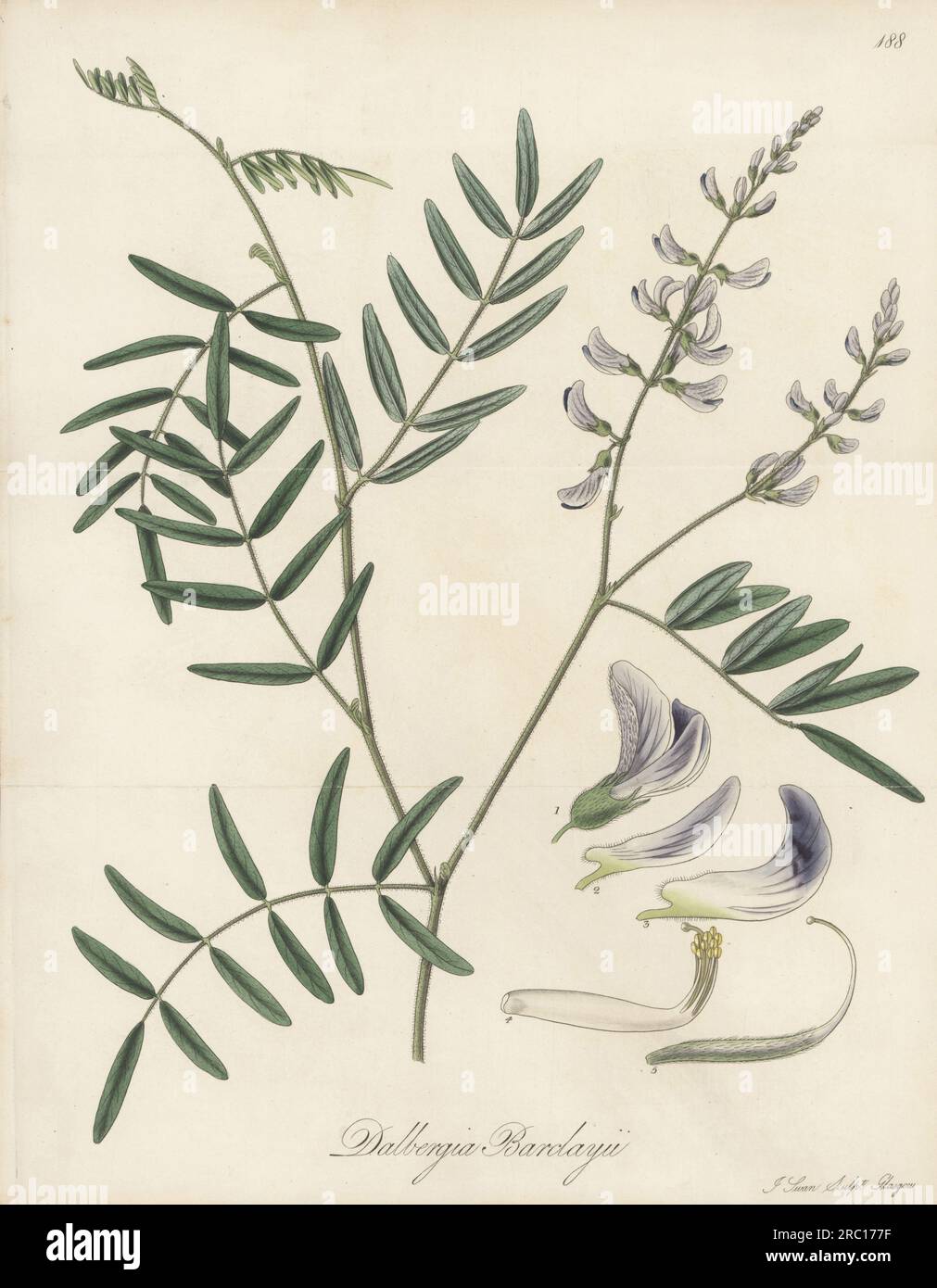 Mundulea barclayi. Originaire de Madagascar, trouvé par le botaniste allemand Charles Theodore Hilsenberg et le botaniste tchèque Venceslas Bojer, envoyé par le naturaliste irlandais Charles Telfair de Maurice. dalbergia de M. Barclay, Dalbergia barclayii. Gravure sur cuivre colorée à la main par Joseph Swan d'après une illustration botanique de M. Duncombe à Bury Hill tirée de la flore exotique de William Jackson Hooker, William Blackwood, Édimbourg, 1827. Banque D'Images