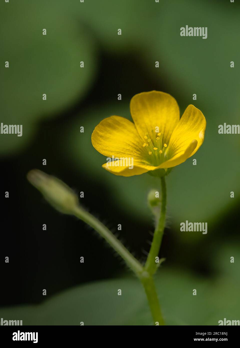 Une vue macro d'une fleur de Woodsorrel en fleur et des feuilles en forme de coeur vert Banque D'Images