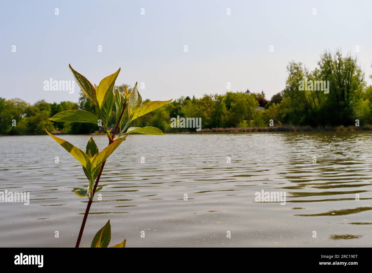 Plante verte à feuilles - paysage d'arbre de lac flou arrière-plan. Prise à Toronto, Canada. Banque D'Images