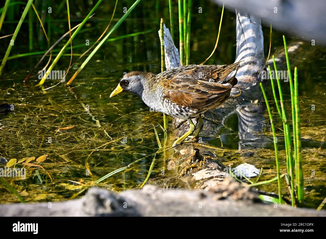 Un Sora sauvage insaisissable 'Porzana carolina', se nourrissant dans un endroit dégagé de son habitat marécageux Banque D'Images