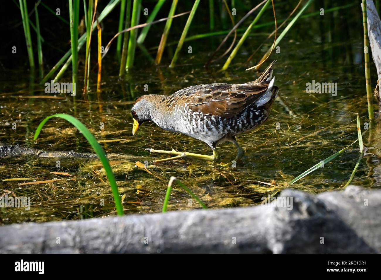Un Sora sauvage insaisissable 'Porzana carolina', se nourrissant dans un endroit dégagé de son habitat marécageux Banque D'Images