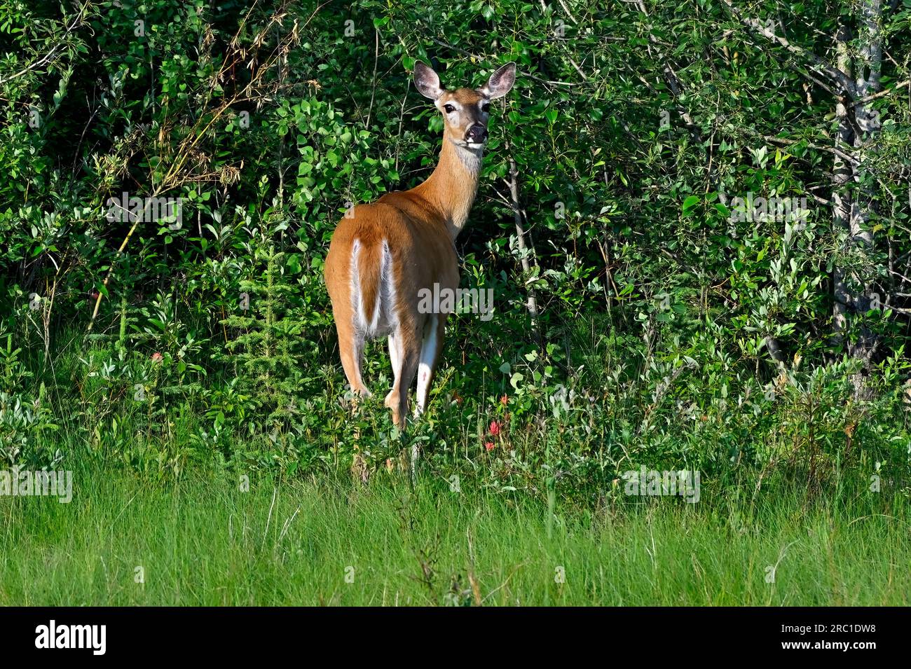 Une femelle de cerf de Virginie 'Odocoileus virginianus', se retournant pour un regard avant de partir dans la brousse. Banque D'Images