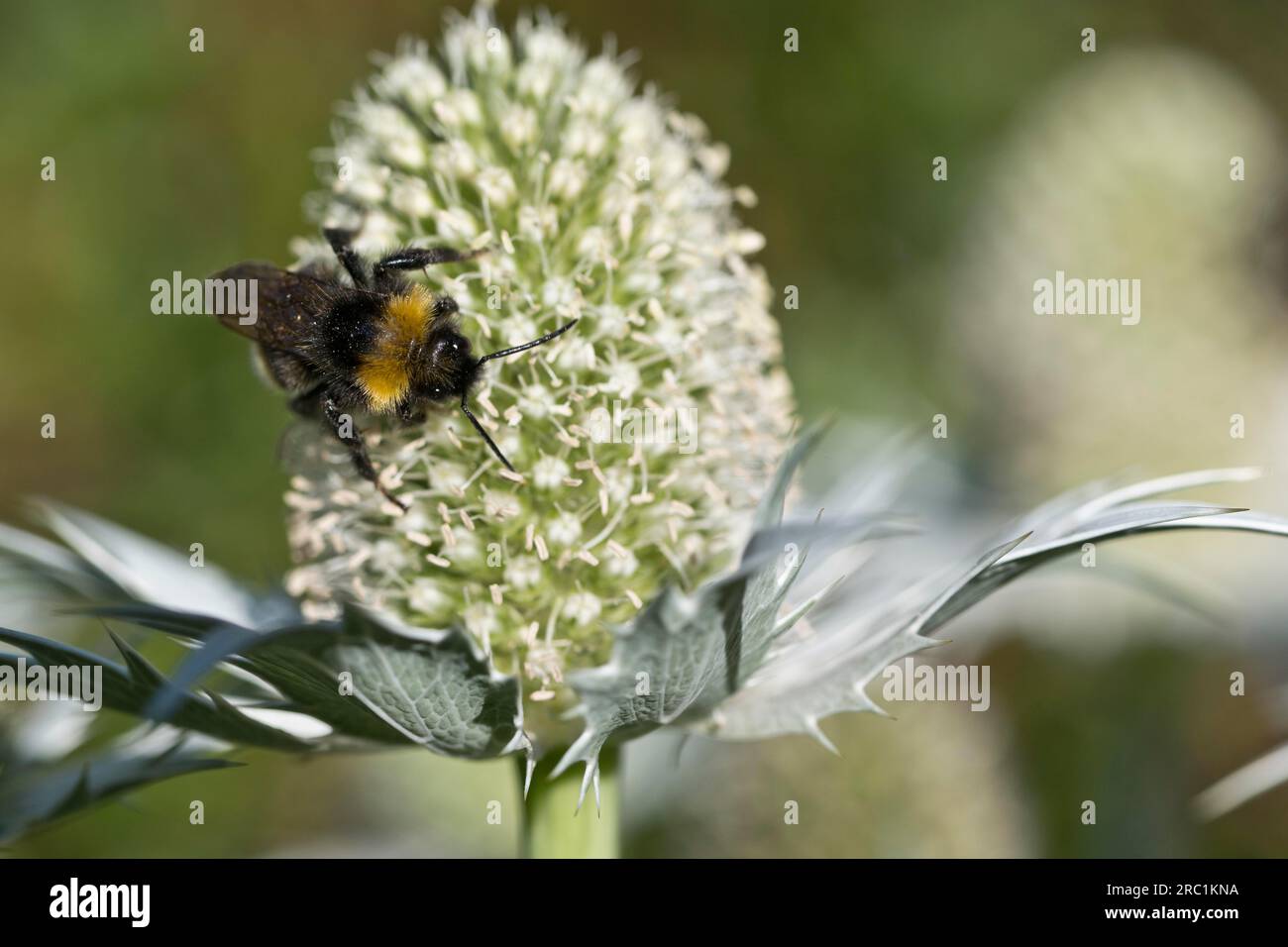 Bourdon de coucou (Fernaldaepsithycus sylvestris) sur litière humaine (Eryngium giganteum), Emsland, Basse-Saxe, Allemagne Banque D'Images