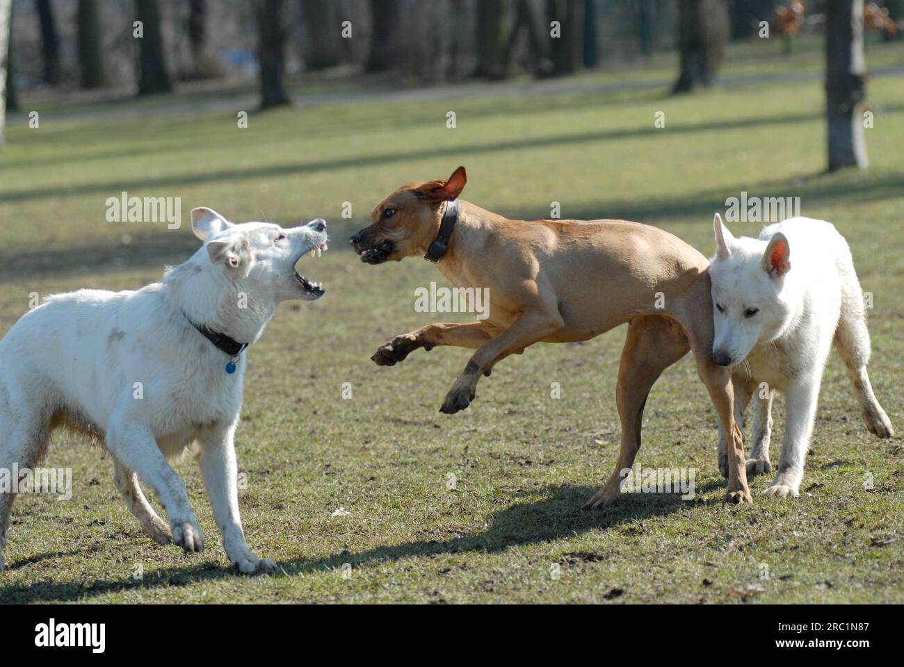 Deux chiens Berger Suisse blanc et un Ridgeback Rhodésien jouent ensemble, norme FCI n ° 347 et n ° 146, deux Berger Suisse blanc (Berger blanc Banque D'Images