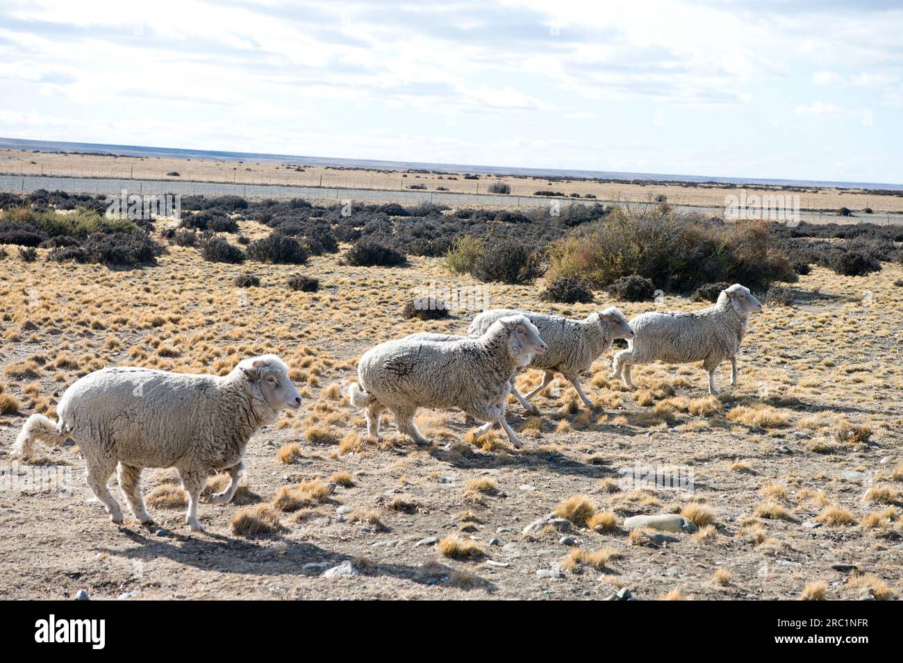 Moutons courant sur l'Estancia Argentine Banque D'Images