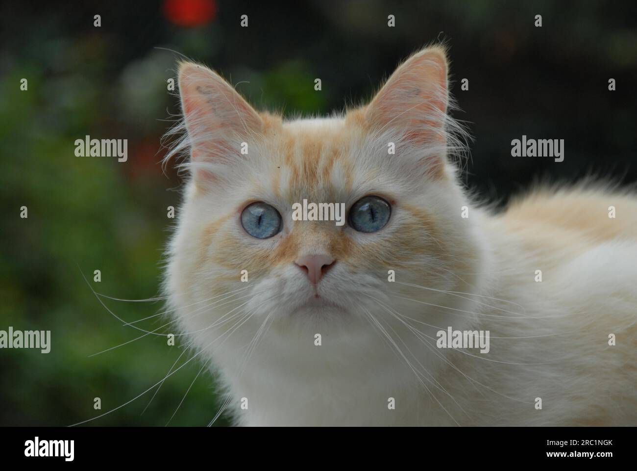 Chat domestique, pointe crème tabby aux yeux bleus, portrait, chat, pointe crème tabby aux yeux bleus, chat sauvage (felis silvestris) forma catus, domesticus Banque D'Images