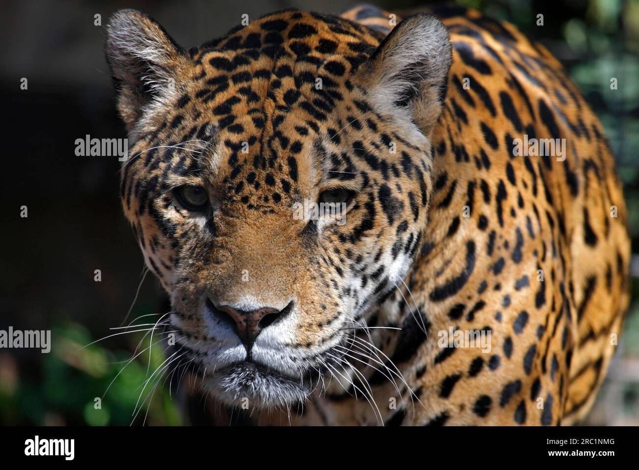 Jaguar (Panthera onca), captive, Zoo, Allemagne Banque D'Images