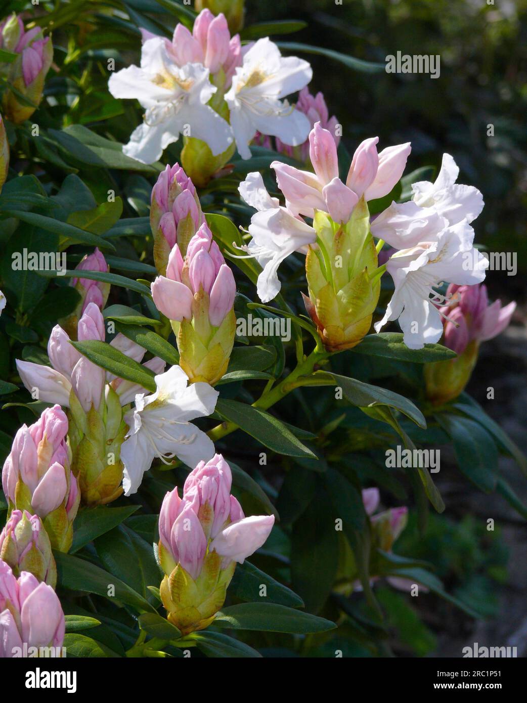 Rhododendron floraison dans le jardin, jardin de tulipes Banque D'Images