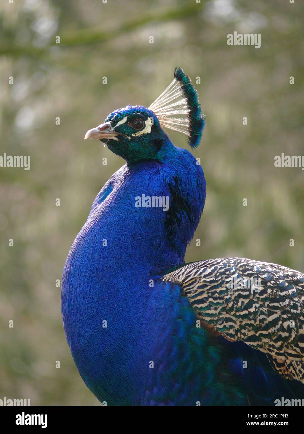 Peacock, gros plan Banque D'Images
