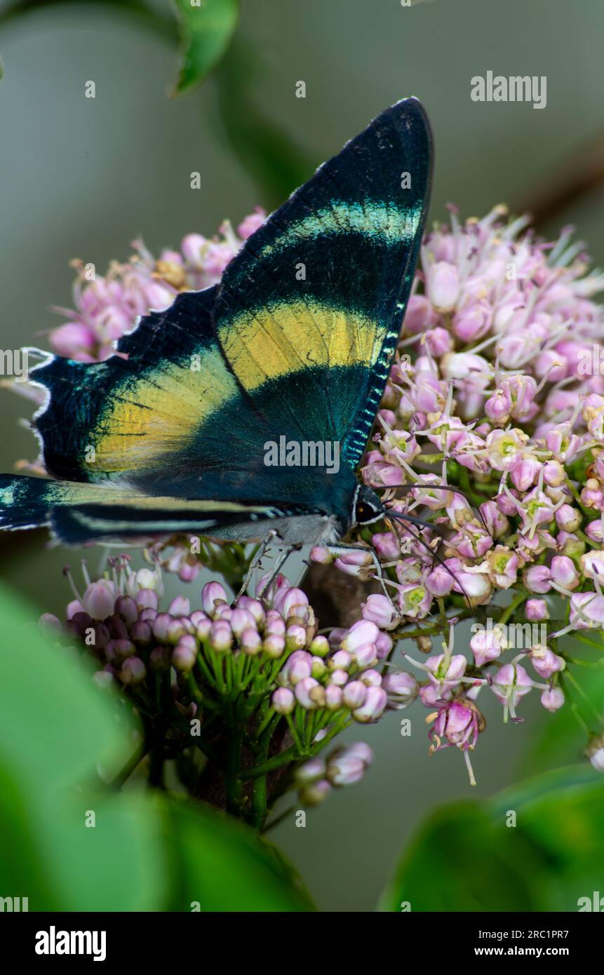 Zodiac Moth, Alcides Metaurus, Day Flying Moth, North Queensland Day Moth, se nourrissant de fleurs Evodia. Atherton, Queensland, Australie. Banque D'Images