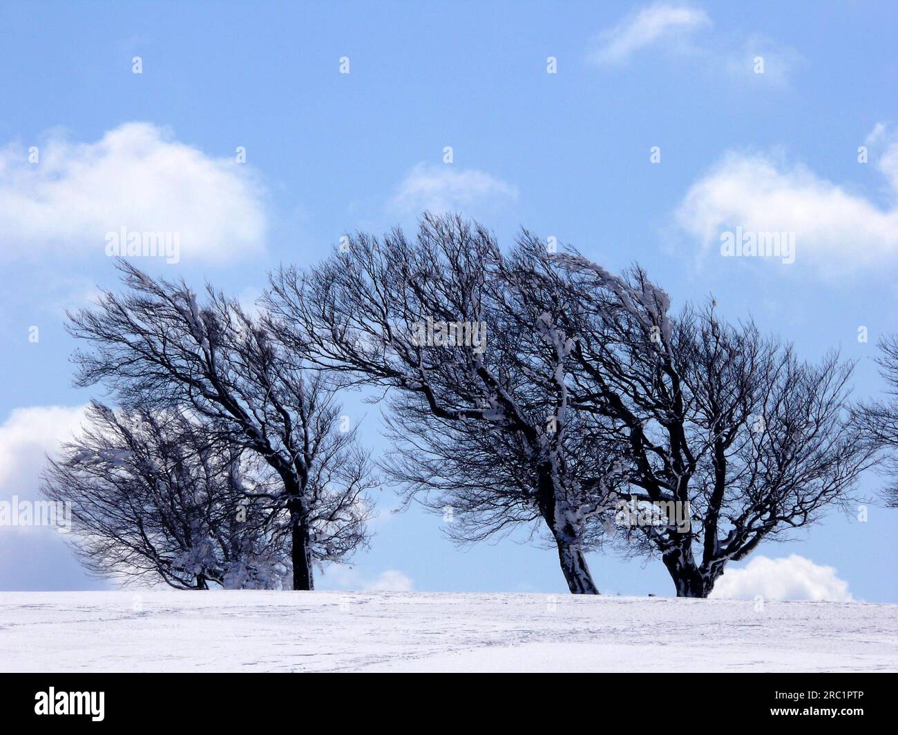 Schauinsland près de Fribourg, Forêt Noire, hêtre vent avec neige, hiver Banque D'Images