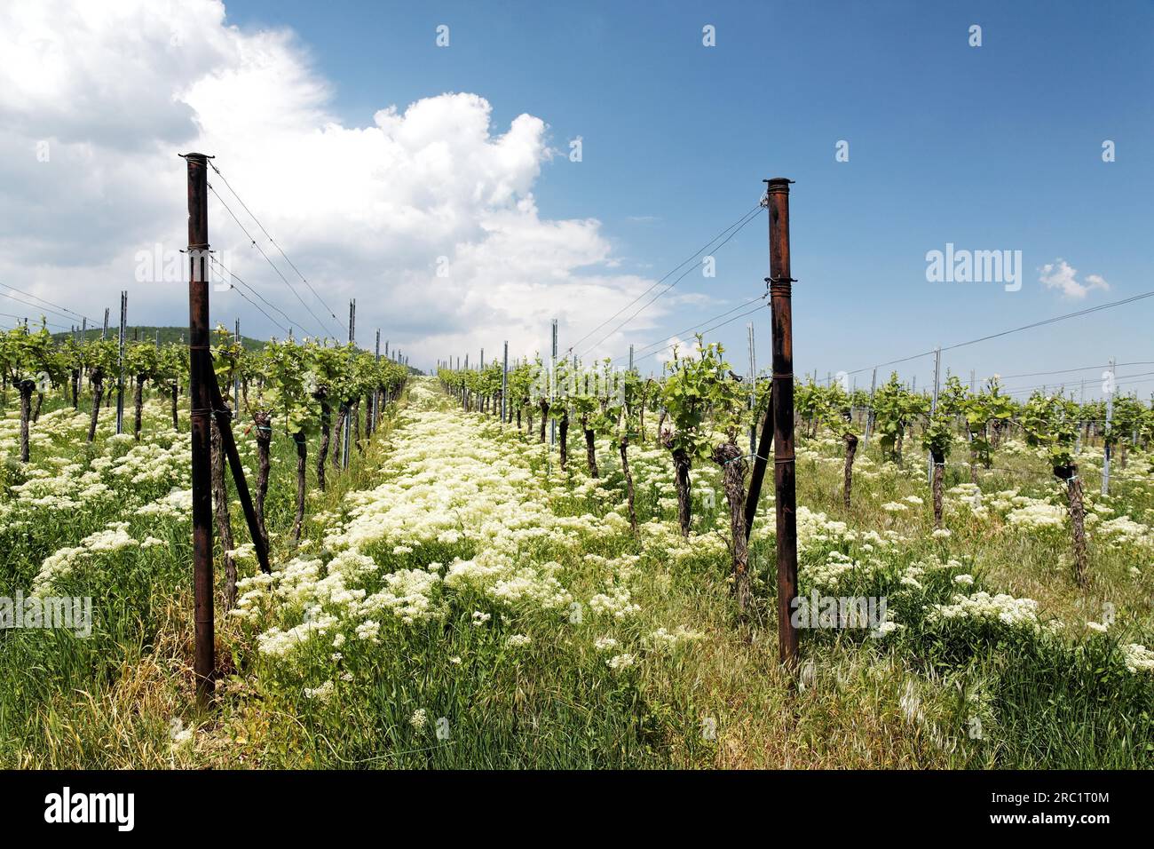 Printemps dans le vignoble Banque D'Images