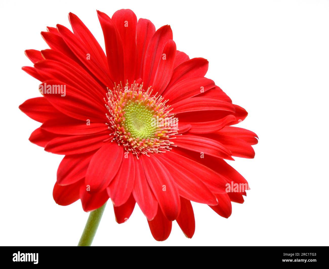 Eine rote Gerbera Banque D'Images