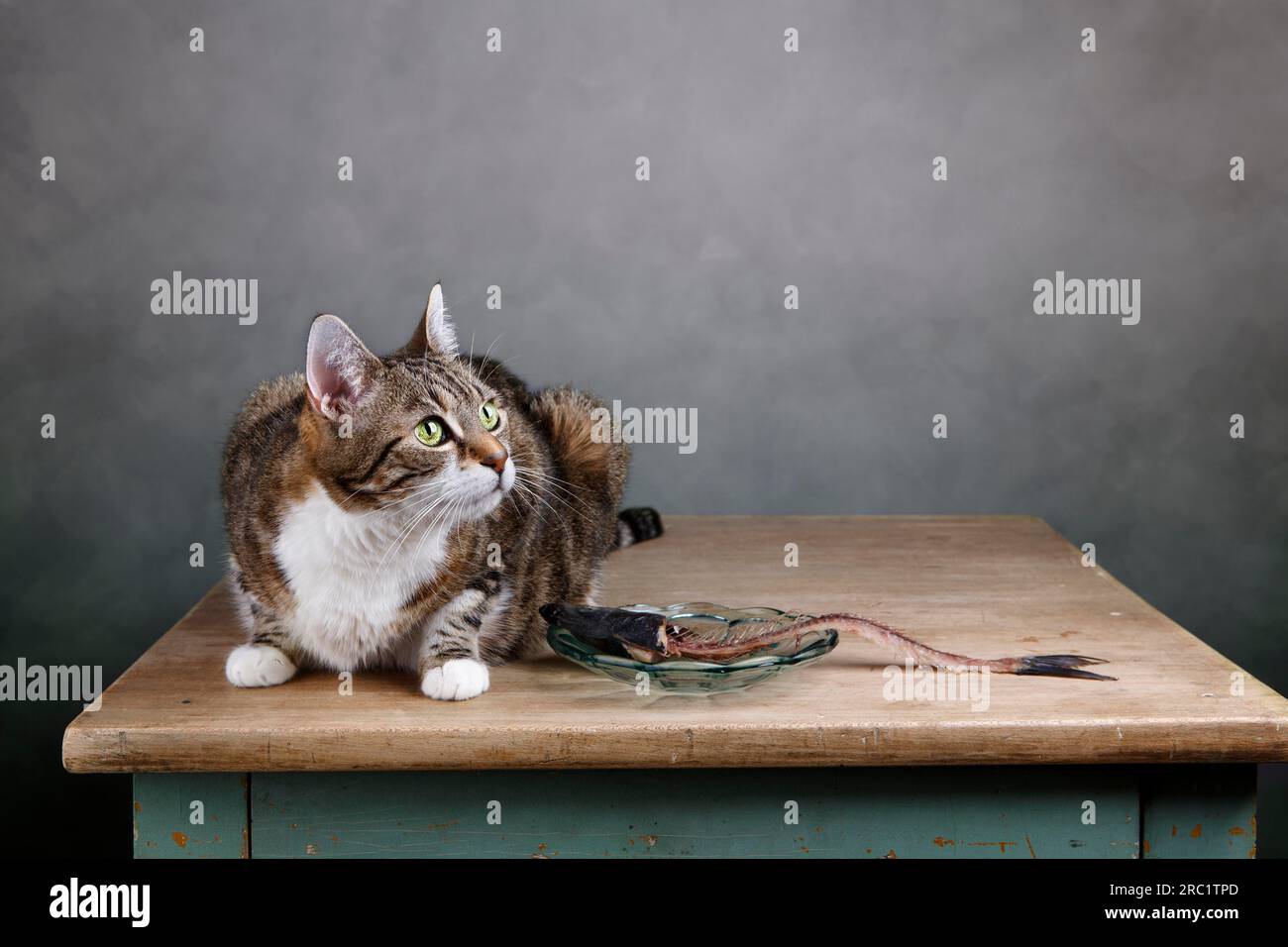 Photo avec squelette de chat et de poisson sur la table Banque D'Images