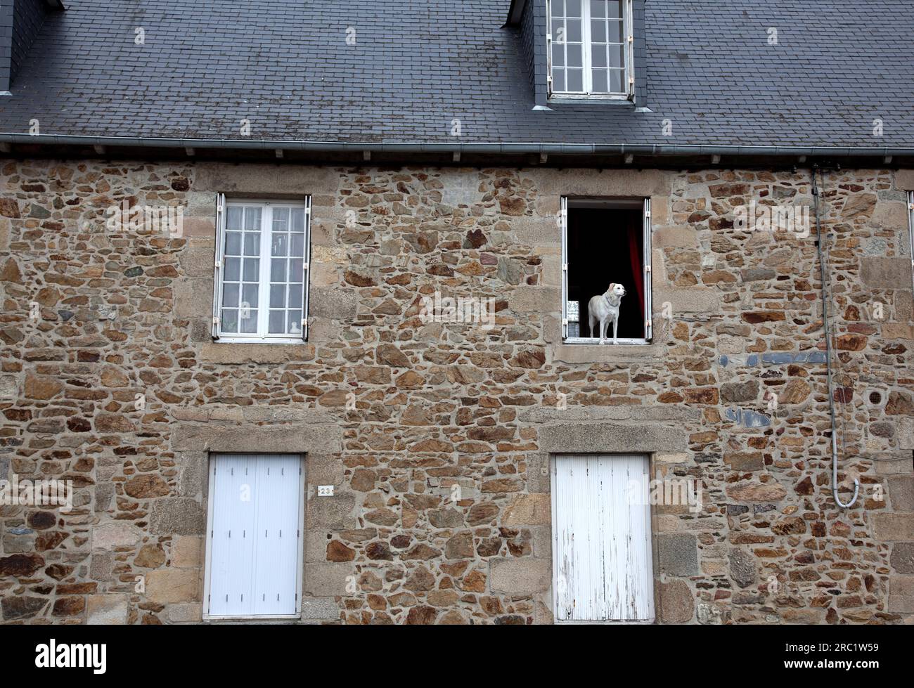 Chien debout dans la fenêtre au premier étage d'une vieille maison Banque D'Images