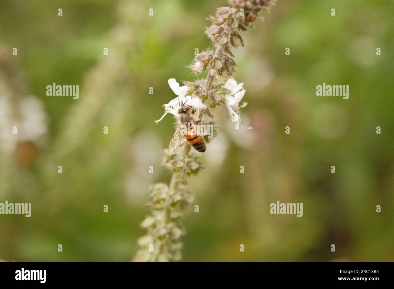 Une abeille européenne récoltant le pollen d'une fleur de basilic Banque D'Images