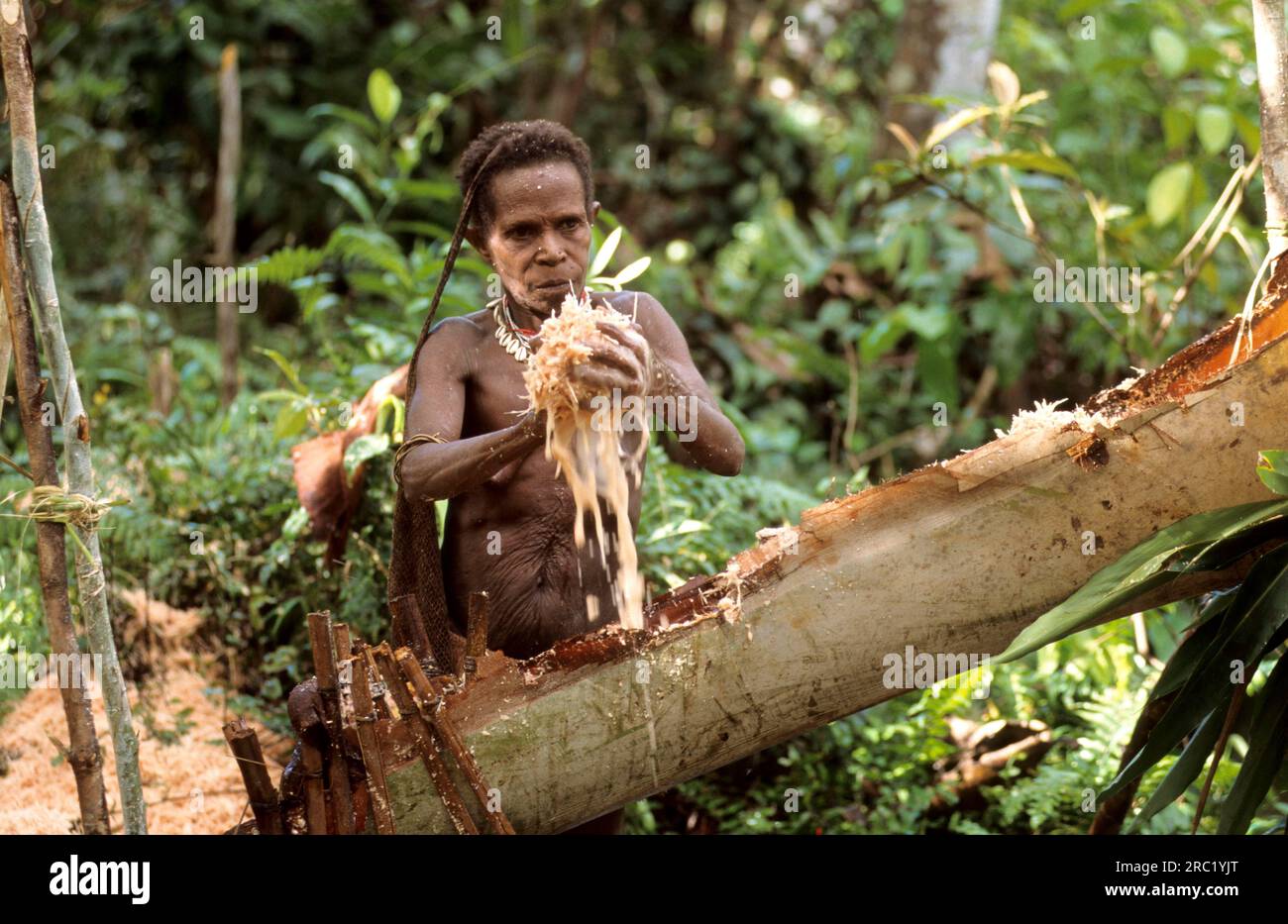 Femme du peuple Korowai faisant de la farine de sagou, Papouasie occidentale, Nouvelle-Guinée occidentale, Irian-Jaya, peuple des arbres, Indonésie Banque D'Images