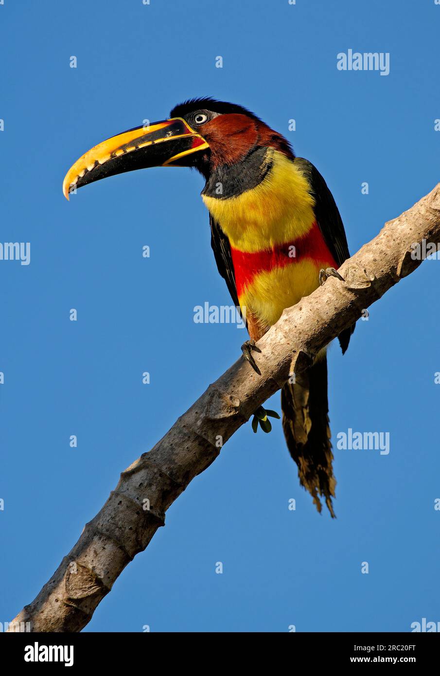 Chestnut-eared Aracari (Pteroglossus castanotis), Pantanal, Brésil Banque D'Images