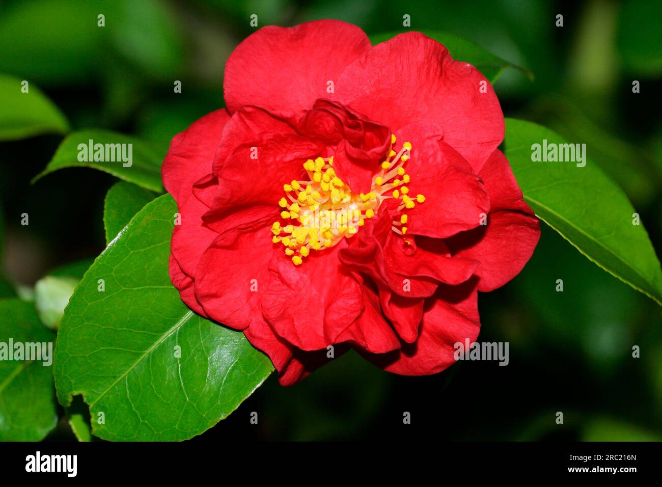 Camellia (Camellia japonica) 'Dr. Burnside, Théacées Banque D'Images