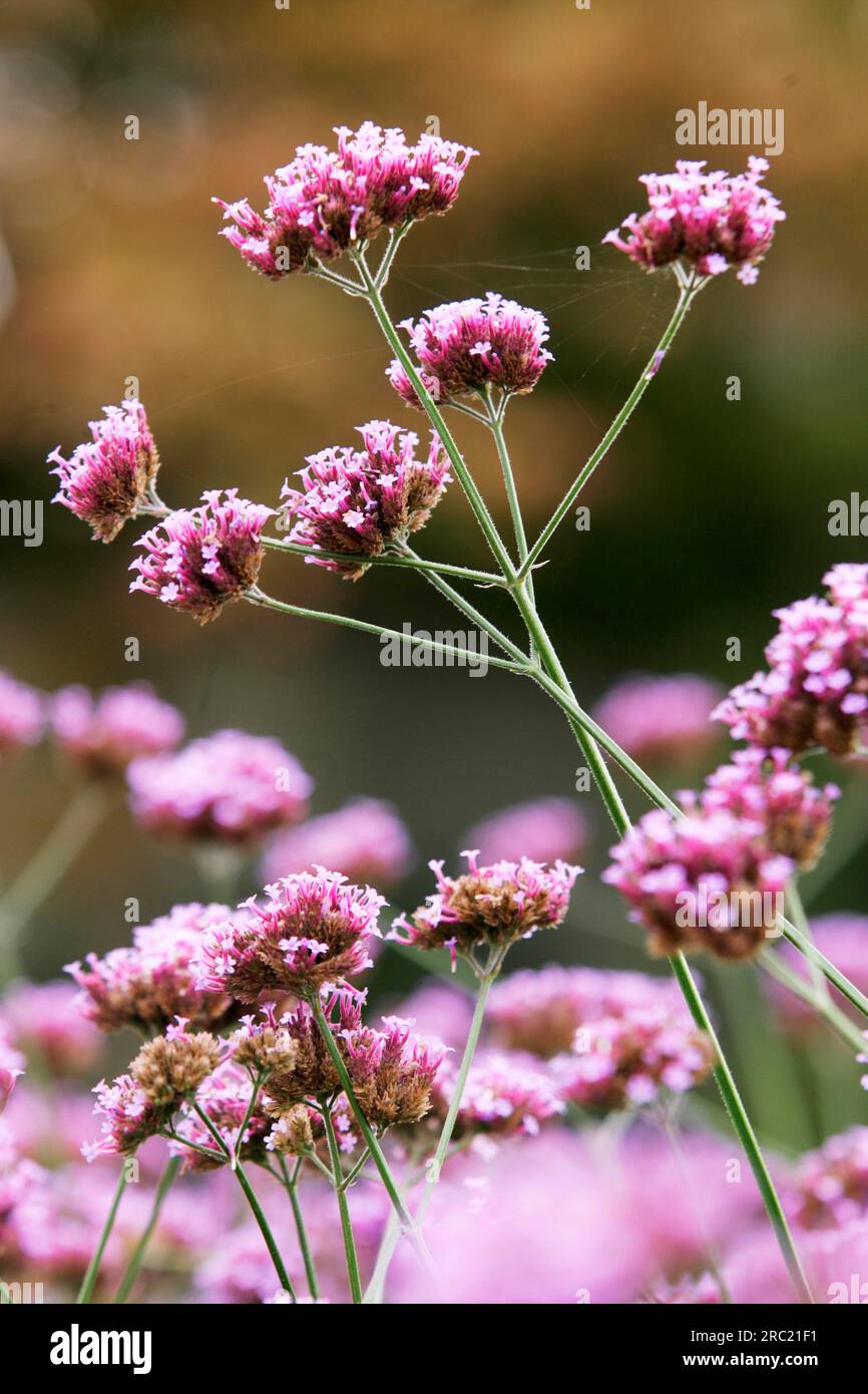 Verveine de cime purpletop (verveine bonariensis), verveine patagonica, verveine de cime purpletop, verveine brésilienne Banque D'Images