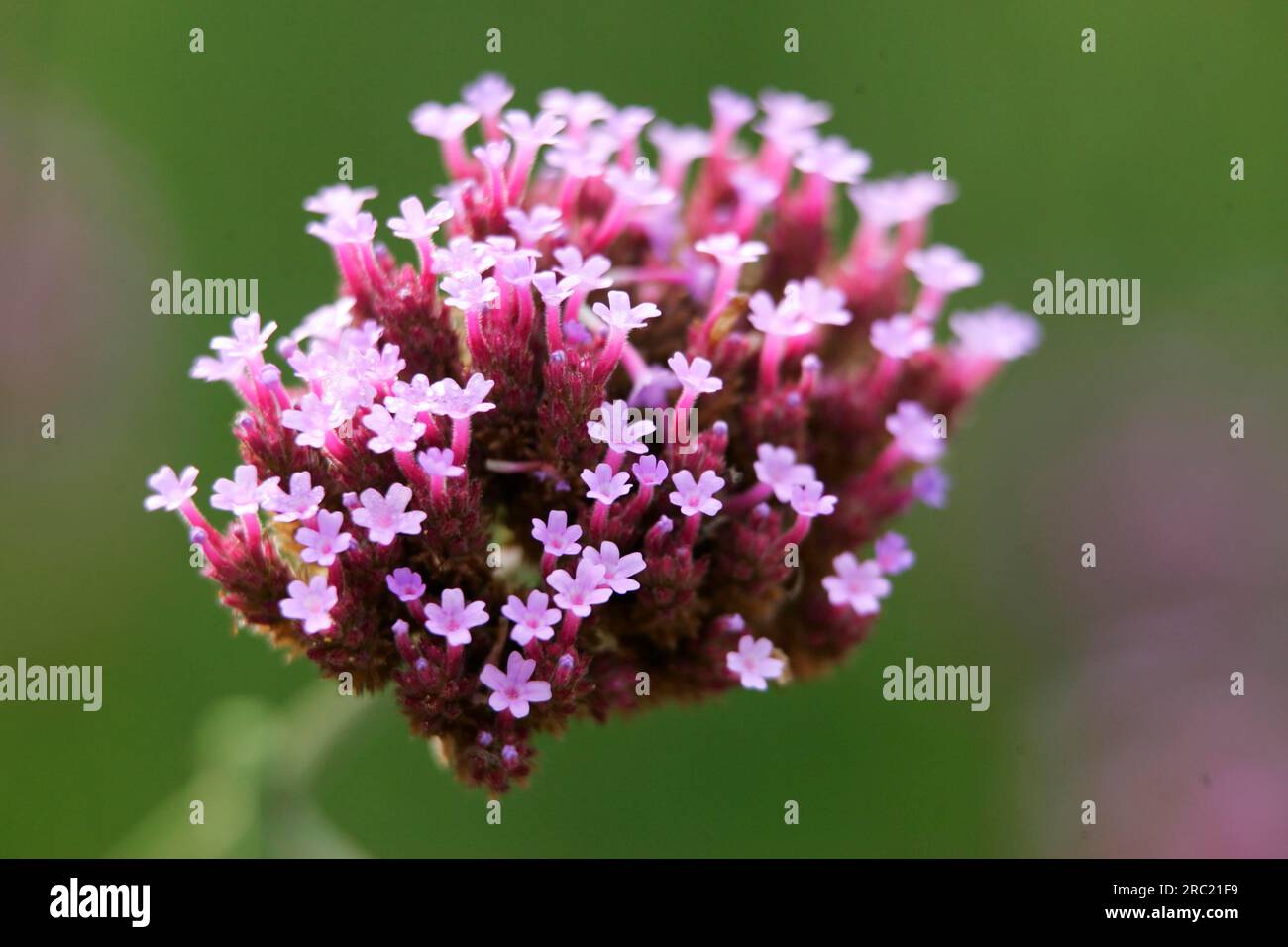 Verveine de cime purpletop (verveine bonariensis), verveine patagonica, verveine de cime purpletop, verveine brésilienne Banque D'Images