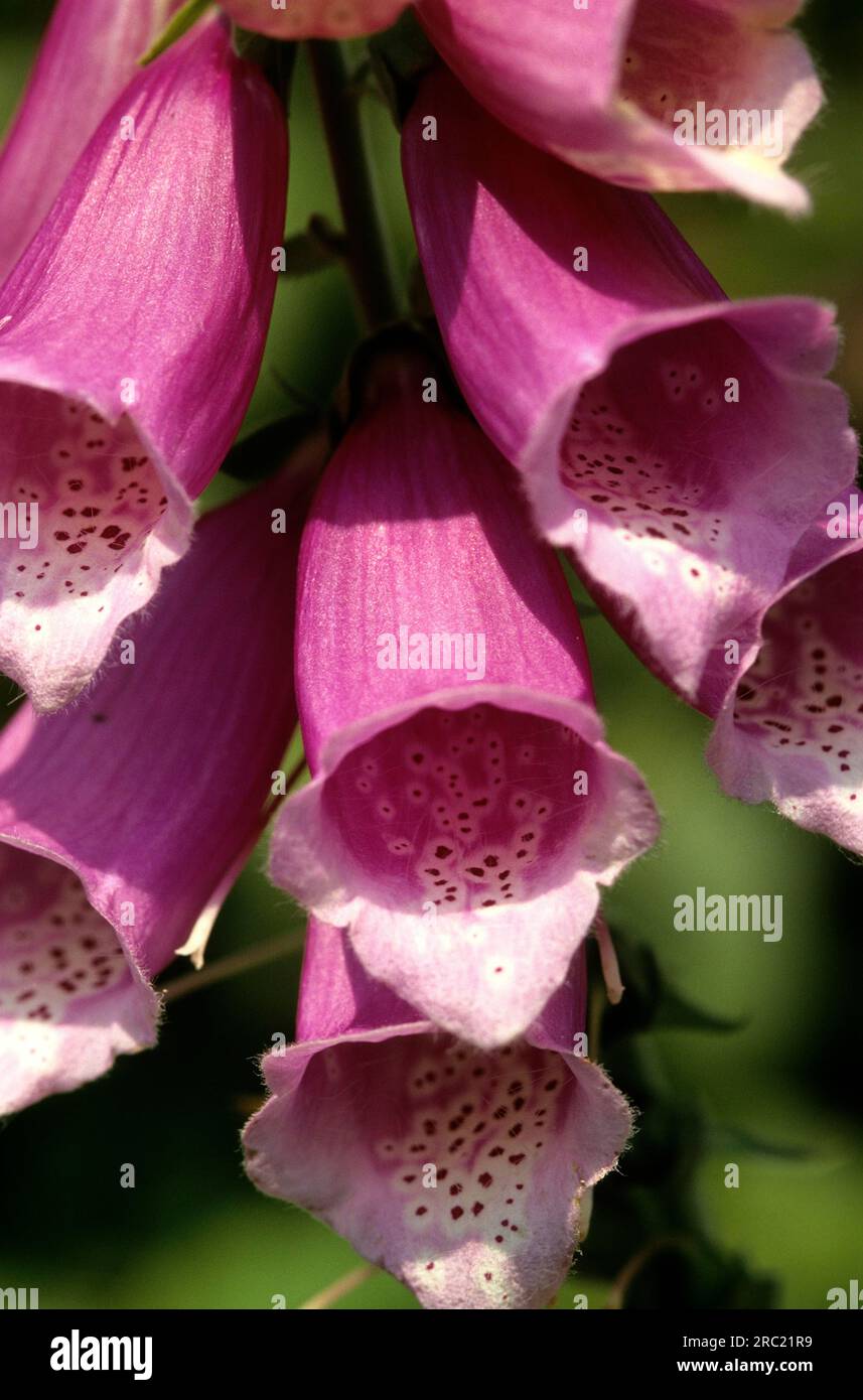 Gros plan du gant de foxglove (digitalis purpurea) Banque D'Images