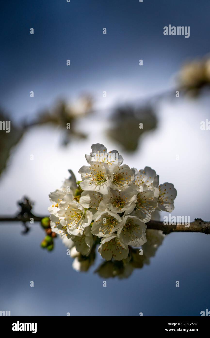 Cerisier en fleur au printemps, Pyrénées Orientales, France Banque D'Images