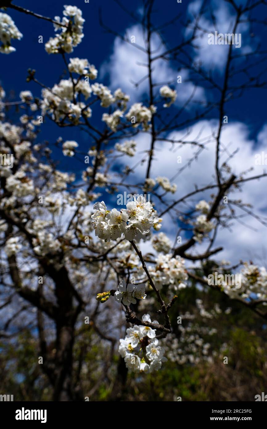 Cerisier en fleur au printemps, Pyrénées Orientales, France Banque D'Images