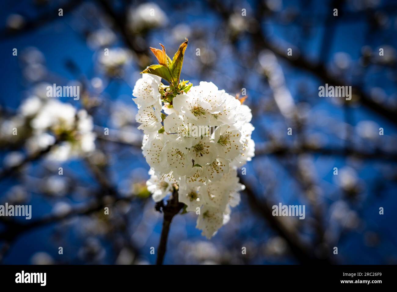Cerisier en fleur au printemps, Pyrénées Orientales, France Banque D'Images
