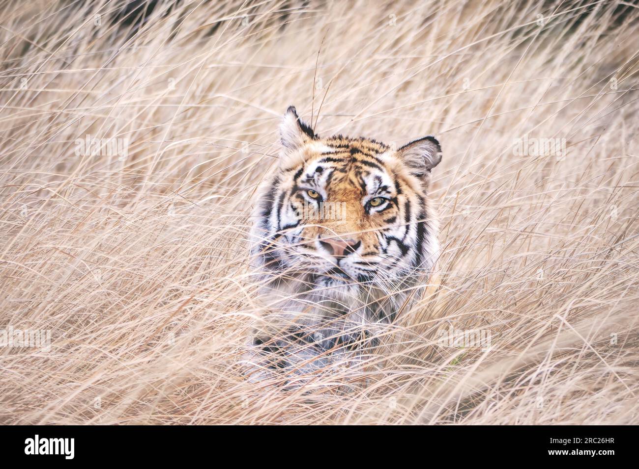 Portrait d'un tigre mâle regardant directement la caméra. Il est presque complètement caché par de longues herbes dont le mouvement est brouillé par le vent. Banque D'Images